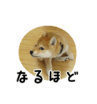 柴犬こむぎ【仔犬版】（個別スタンプ：16）