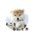 柴犬こむぎ【仔犬版】（個別スタンプ：25）