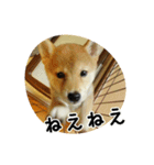 柴犬こむぎ【仔犬版】（個別スタンプ：26）