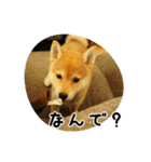 柴犬こむぎ【仔犬版】（個別スタンプ：27）