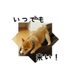 柴犬こむぎ【仔犬版】（個別スタンプ：31）