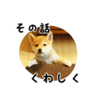 柴犬こむぎ【仔犬版】（個別スタンプ：32）