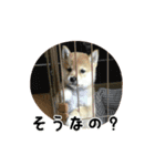 柴犬こむぎ【仔犬版】（個別スタンプ：33）