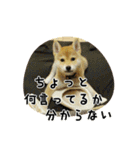 柴犬こむぎ【仔犬版】（個別スタンプ：37）