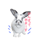 Rabbit everyday .（個別スタンプ：7）