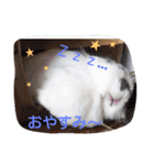 Rabbit everyday .（個別スタンプ：12）