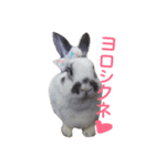 Rabbit everyday .（個別スタンプ：24）