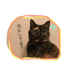 サビ猫パオのスタンプ（個別スタンプ：1）