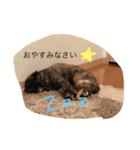 サビ猫パオのスタンプ（個別スタンプ：4）