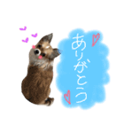 ちわわのちっち（個別スタンプ：8）