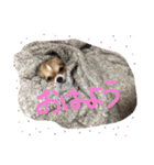 ちわわのちっち（個別スタンプ：11）
