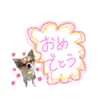 ちわわのちっち（個別スタンプ：15）