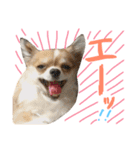 ちわわのちっち（個別スタンプ：16）
