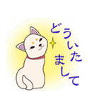 白柴犬スタンプ（個別スタンプ：19）