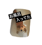 なまいき犬なっちゃん（個別スタンプ：8）