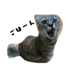 my Friends ANIMAL（個別スタンプ：3）
