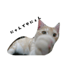 my Friends ANIMAL（個別スタンプ：4）