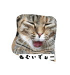 my Friends ANIMAL（個別スタンプ：7）