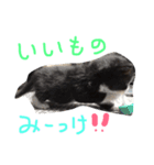 shuteneko shishutars11（個別スタンプ：1）