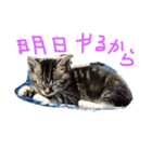 shuteneko shishutars11（個別スタンプ：2）