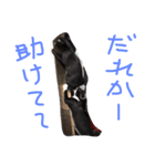 shuteneko shishutars11（個別スタンプ：3）