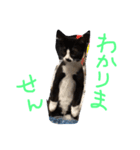 shuteneko shishutars11（個別スタンプ：5）