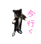 shuteneko shishutars11（個別スタンプ：7）