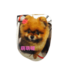 dog doggy cute doggy（個別スタンプ：1）