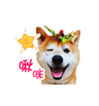 happydogs888（個別スタンプ：3）