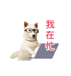 happydogs888（個別スタンプ：10）