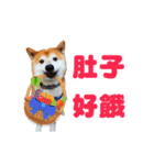 happydogs888（個別スタンプ：13）