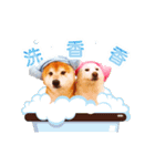 happydogs888（個別スタンプ：20）