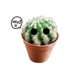 Cactus cutelove（個別スタンプ：1）