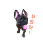 French Bull Dog-TsaiYeh（個別スタンプ：4）