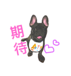 French Bull Dog-TsaiYeh（個別スタンプ：11）