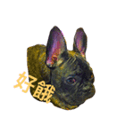 French Bull Dog-TsaiYeh（個別スタンプ：13）