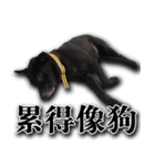 Ms.Black with his joyful friends.（個別スタンプ：3）