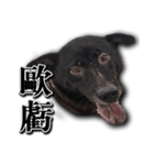 Ms.Black with his joyful friends.（個別スタンプ：4）