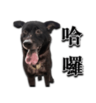 Ms.Black with his joyful friends.（個別スタンプ：6）