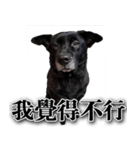 Ms.Black with his joyful friends.（個別スタンプ：7）