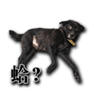 Ms.Black with his joyful friends.（個別スタンプ：9）