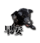 Ms.Black with his joyful friends.（個別スタンプ：10）