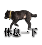 Ms.Black with his joyful friends.（個別スタンプ：12）