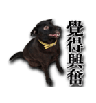 Ms.Black with his joyful friends.（個別スタンプ：14）