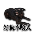 Ms.Black with his joyful friends.（個別スタンプ：15）