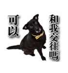 Ms.Black with his joyful friends.（個別スタンプ：16）