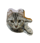 QQ cat.（個別スタンプ：1）