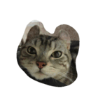 QQ cat.（個別スタンプ：2）