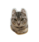 QQ cat.（個別スタンプ：3）