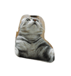 QQ cat.（個別スタンプ：4）